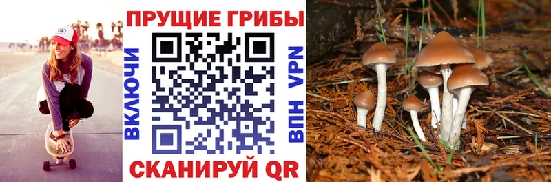 Галлюциногенные грибы MAGIC MUSHROOMS как найти наркотики мега ссылка Черняховск